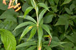 Turk's cap lily